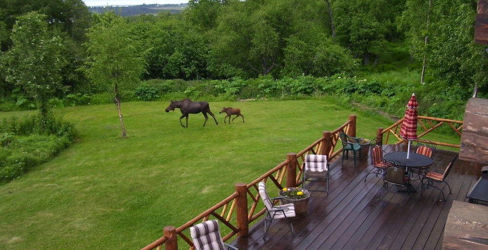 הומר Juneberry Lodge מראה חיצוני תמונה